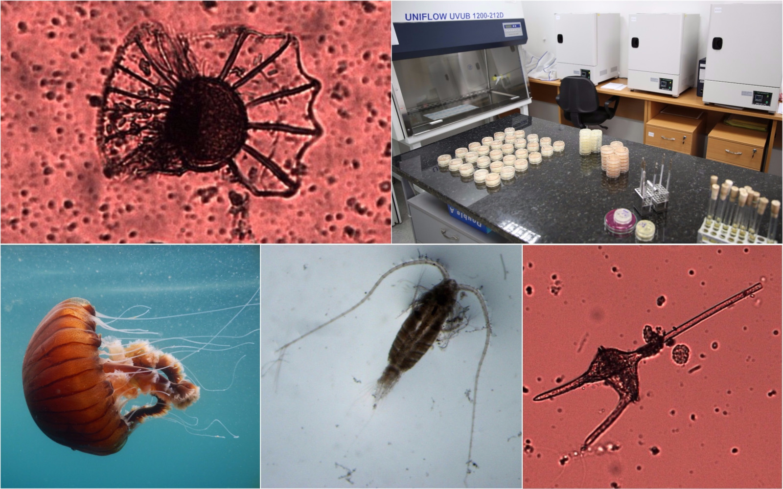 bakterioplankton, fitoplankton, zooplankton, sanitarna mikrobiologija